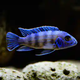 Cichlids in particular love rockscapes